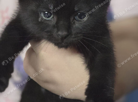 9 week old