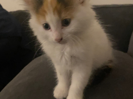 Long haired kittens 8 weeks old