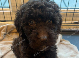 Beautiful f2b cockapoo's READY NOW