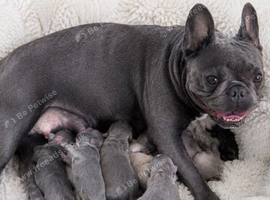 French Bulldog Puppies