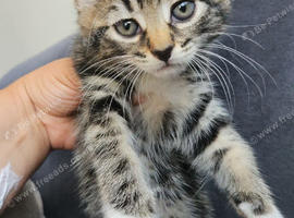 2-Month-Old Female Kitten