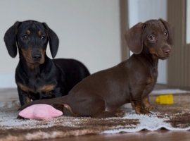 Gorgeous mini smooth haired dachshund