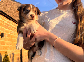 Border collie pups