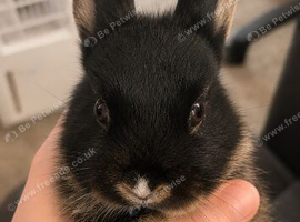 netherlands dwarf cross doe