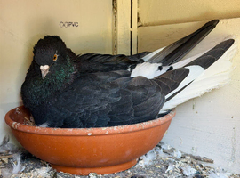 Pair of Iranian Pigeons for Sale ️