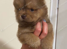 Adorable Miniature Dachshund Puppies for sale
