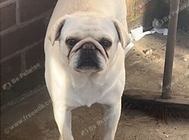 White female pug