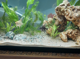 2 young Angelfish