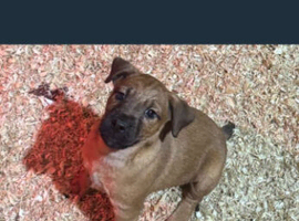 16 week old patterdale