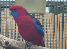 Male Crimson Rosella