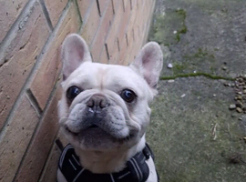 French bulldog