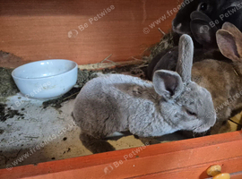Baby rexs rabbits