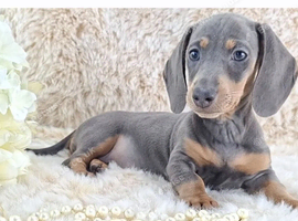Adorable Miniature Dachshund Puppy &ndash; Loving, Well-Socialised & Ready for a New Home