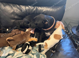Jack Russell puppies