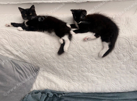 2 kittens for sale