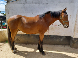 16hh 3 Year old Gelding TB x WB x Friesian