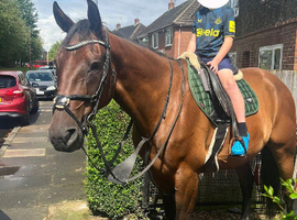 Bruno 14 year old 16.3h/17h french trotter