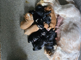 Cocker spaniel puppies for sale.