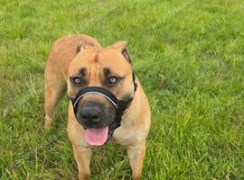 Boerboel Female for rehoming 21 months