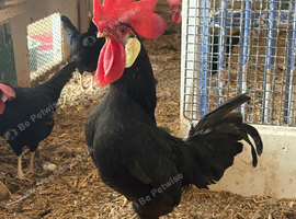 Black Leghorn Bantam Chicks