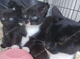 Kittens