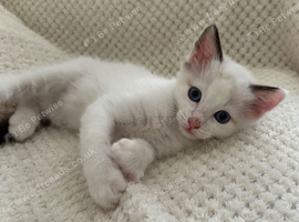 Lilac Bicolour Ragdoll Male Ready Now