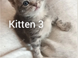Beautiful babies