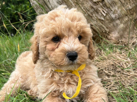 Cavachon x toy poodle puppies