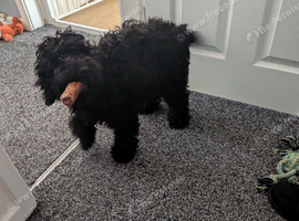 Female cockerpoo