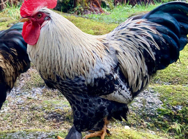 Franz - bantam cockerel (Pekin cross)