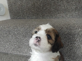 Lhasa apso