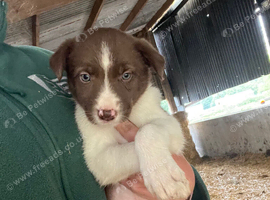 Border collie puppies for sale