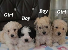 Beautiful Toy Poodle Puppies