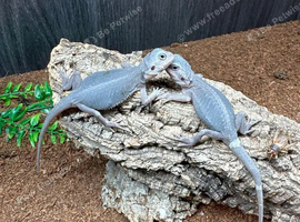 Bearded Dragons Various Morphs