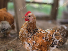Millefleur Pekin Cockerels