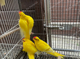 Young kakarikis