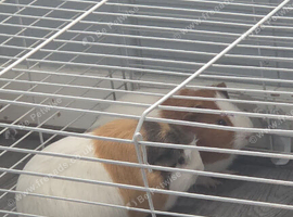 2 gorgeous boy piggies