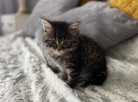 2 Female & 2 Male Tabby Kittens Looking for a Home in Medway