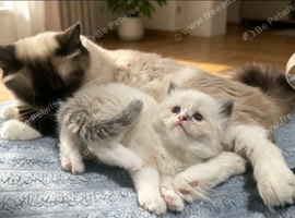 Mainecoon/ragdoll