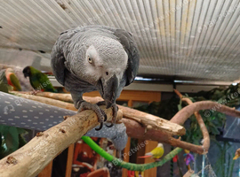 Tame African grey