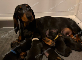 STANDARD PUPPIES CHAMPION FATHER
