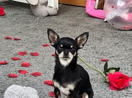 Black and tan chihuahua