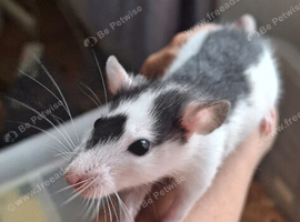 male and female baby rats for sale
