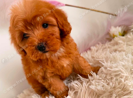 Beautiful Puppies Looking for Loving Homes