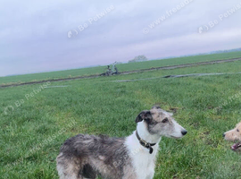 Lady the lurcher