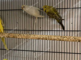 budgie for young