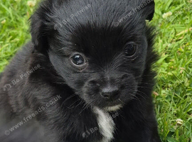 Gorgeous pups