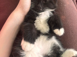 Long haired male tuxedo
