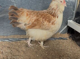Chickens for sale