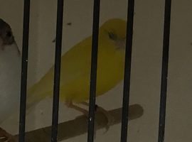 2025 Irish Fancy canaries for sale